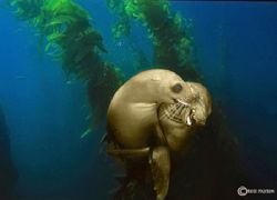 Sea Lions frolic at the Channel Islands National Marine S... by Ross Payson 
